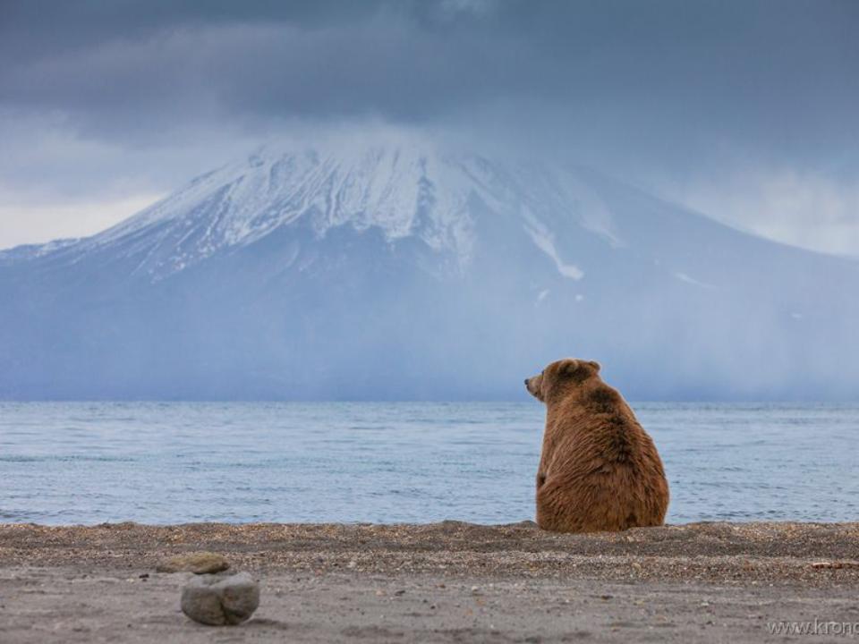 На Камчатке опубликовали снимки медведя Казановы - фото 1