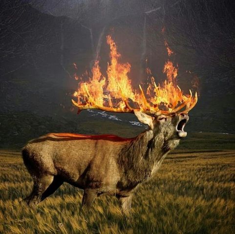 Пожары в лесах России... - фото 1