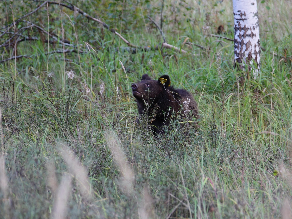 19 июля в Керженском заповеднике будет произведен выпуск трех особей (сирот) бурого медведя - фото 1