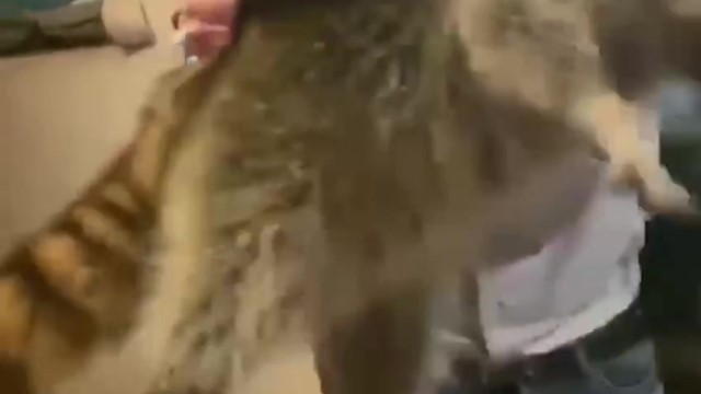 Енотовидная собака совершила налет на московское кафе - фото 1