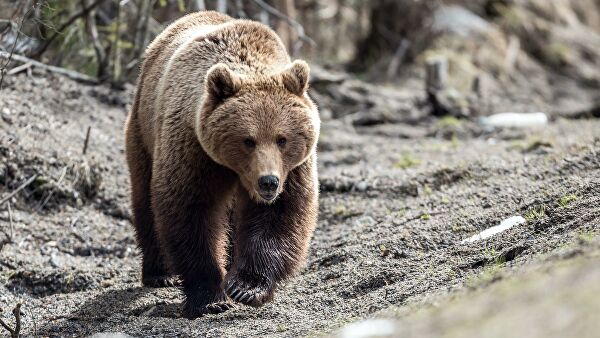 Оголодавшие медведи нападают на жителей Дальнего Востока - фото 3