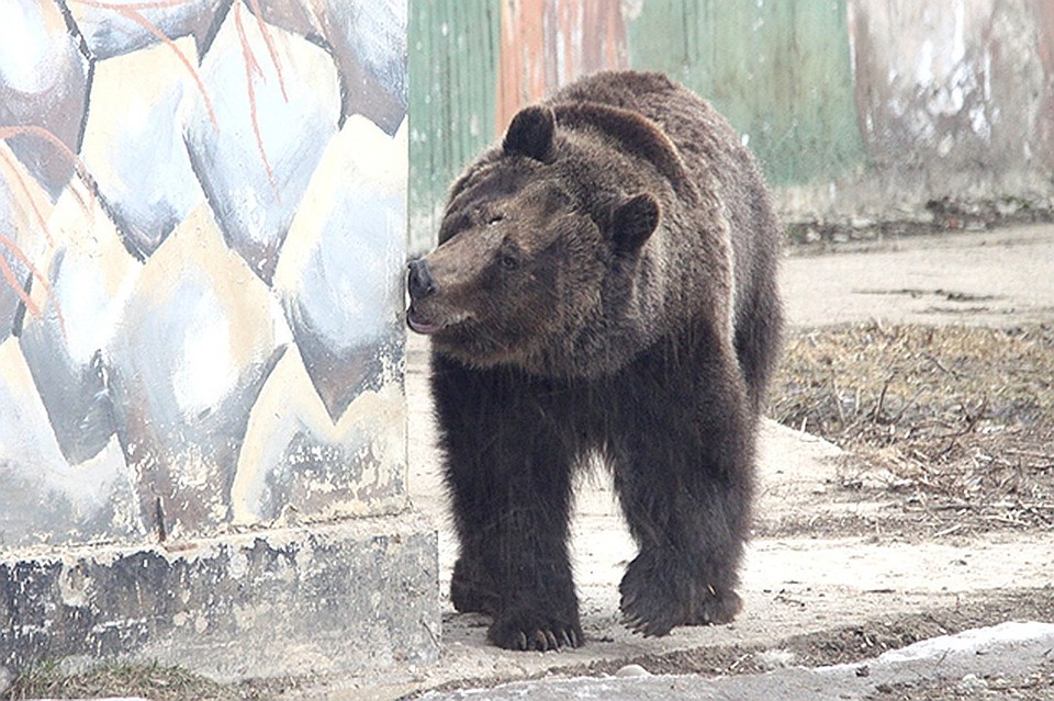 В Коми охранник вышел подмести улицу и столкнулся с медведем (видео) - фото 1