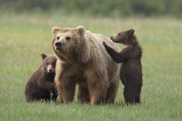 Медведица с двумя детёнышами разогнала по домам жителей села в Улётовском районе - фото 1