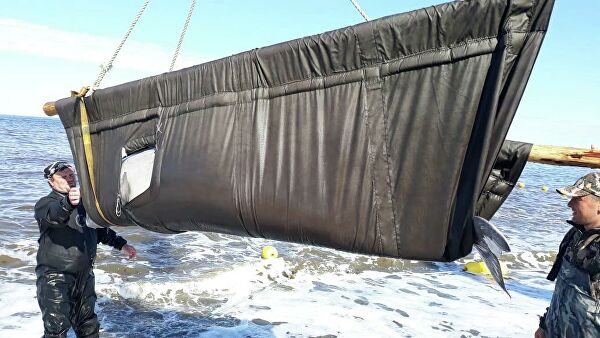 ЭКОБАТТЛ: Четырнадцать белух из "китовой тюрьмы" выпустили в Охотское море  - фото 1