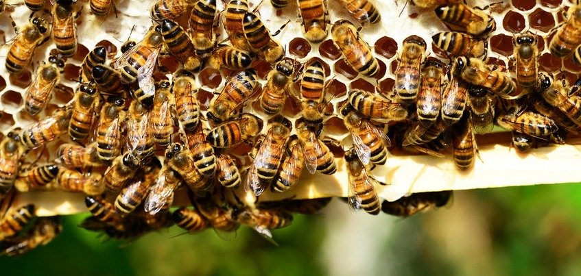 Виновника массовой гибели пчел в Удмуртии оштрафовали на 10 тыс. рублей - СМИ - фото 1
