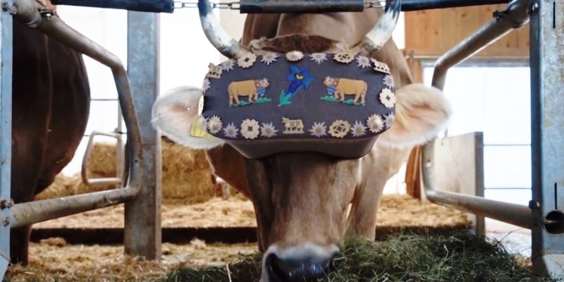 Коровам выдали VR-очки в Подмосковье - фото 2