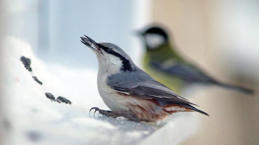 Экологи рассказали о правилах подкармливания птиц  в зимний период - фото 1
