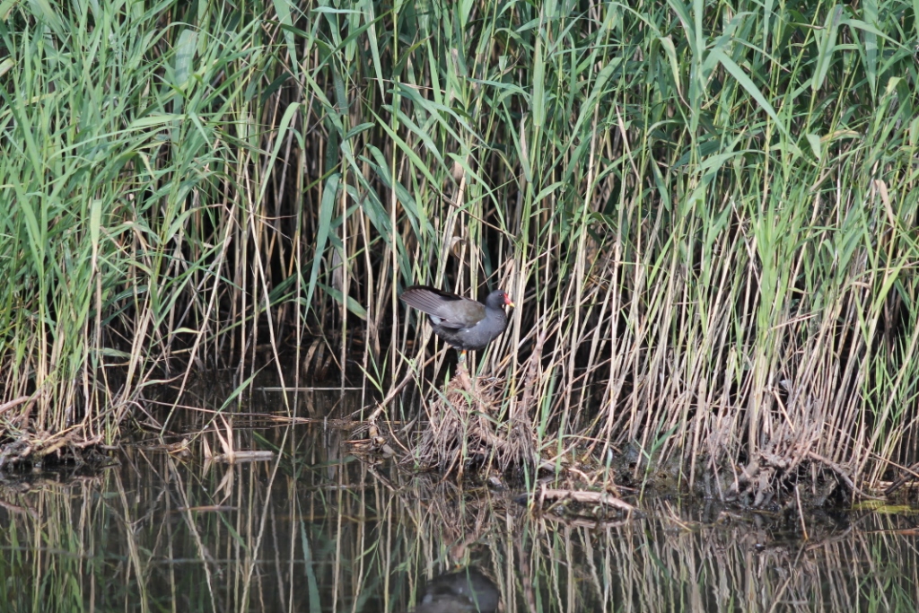 В Серебряном бору замечены редкие птицы - фото 1