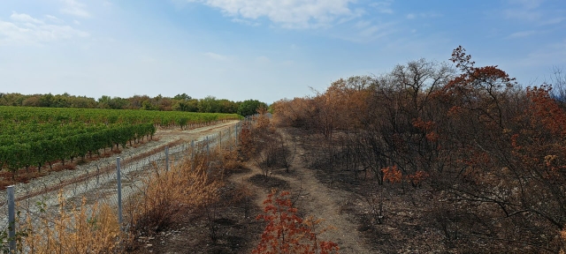 Рукотворные лесные пожары – феномен августа 2023 года - фото 2