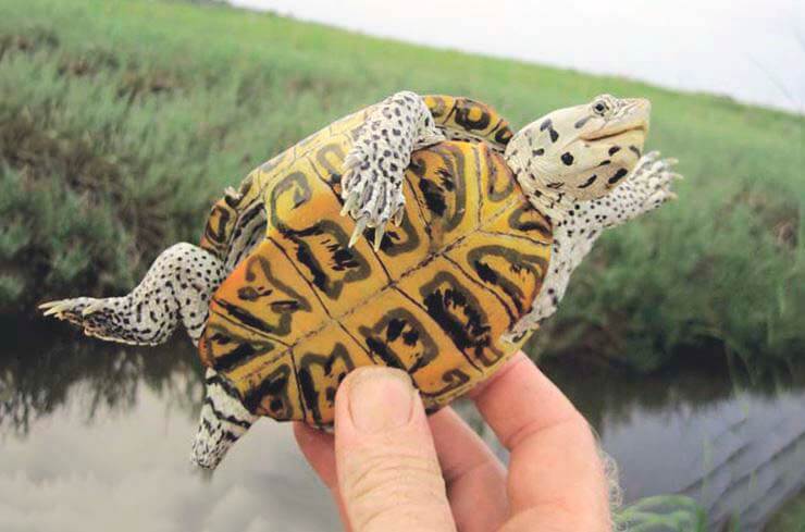 Бугорчатая черепаха: Покорила море, будучи пресноводной. Для этого научилась плакать солью и ловить капли дождя - фото 1
