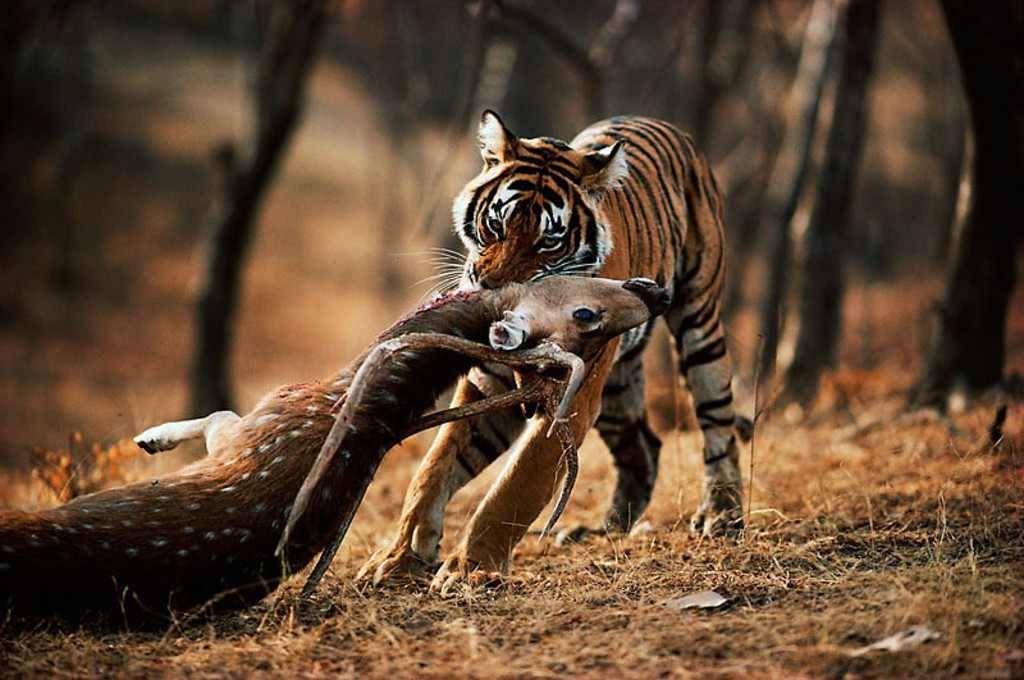 Тигрица Елена носила тяжелую добычу вдоль реки в Амурской области - фото 1