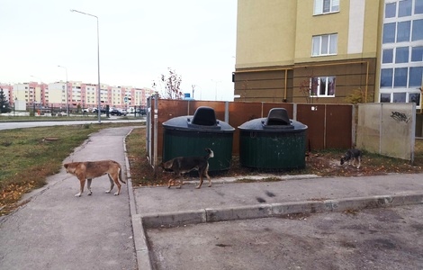Стая бездомных собак напала на мальчика в Сызрани - фото 1