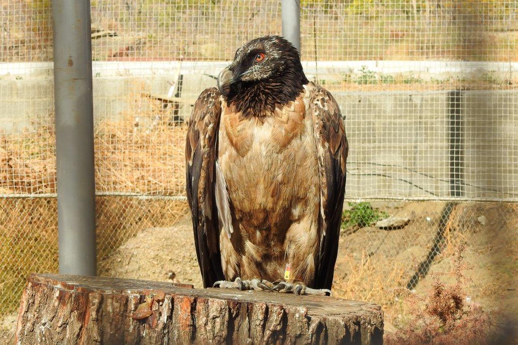  Редкая птица: к 1 апреля - Международному Дню птиц рассказываем о вкладе заповедных территорий в сохранение пернатых - фото 16