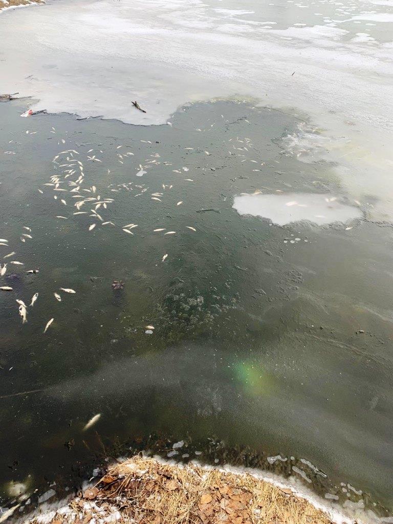 Письмо в редакцию. Кто виноват в массовой гибели рыбы в Гореловском озере? - фото 2