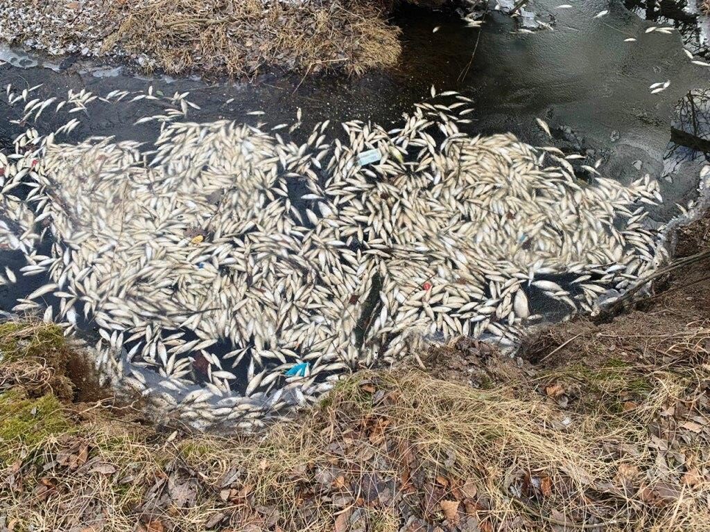 Письмо в редакцию. Кто виноват в массовой гибели рыбы в Гореловском озере? - фото 1
