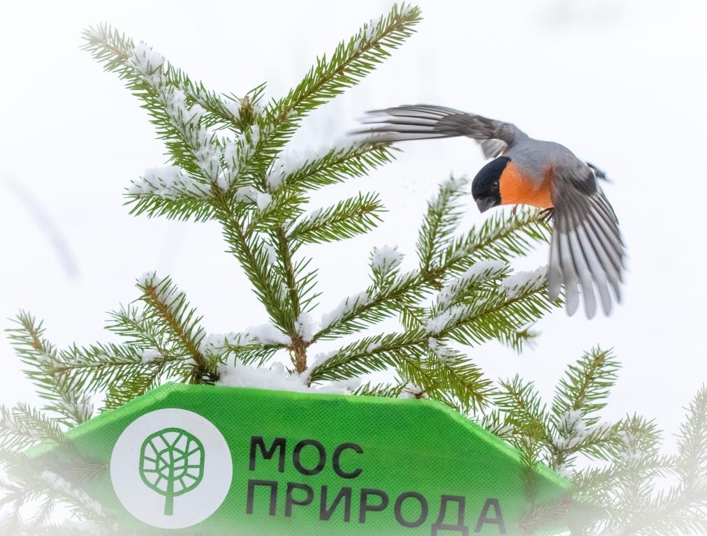 Всероссийский день орнитолога: в Москве обитает более 270 видов птиц - фото 1