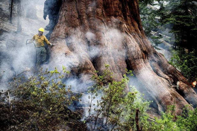 Пожары вплотную приблизились к роще Марипоза, дому для 500 гигантских деревьев - фото 1