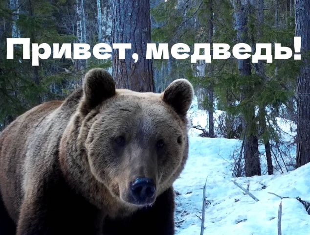 Медведь подошёл вплотную к фотоловушке в Онежском Поморье! - фото 1
