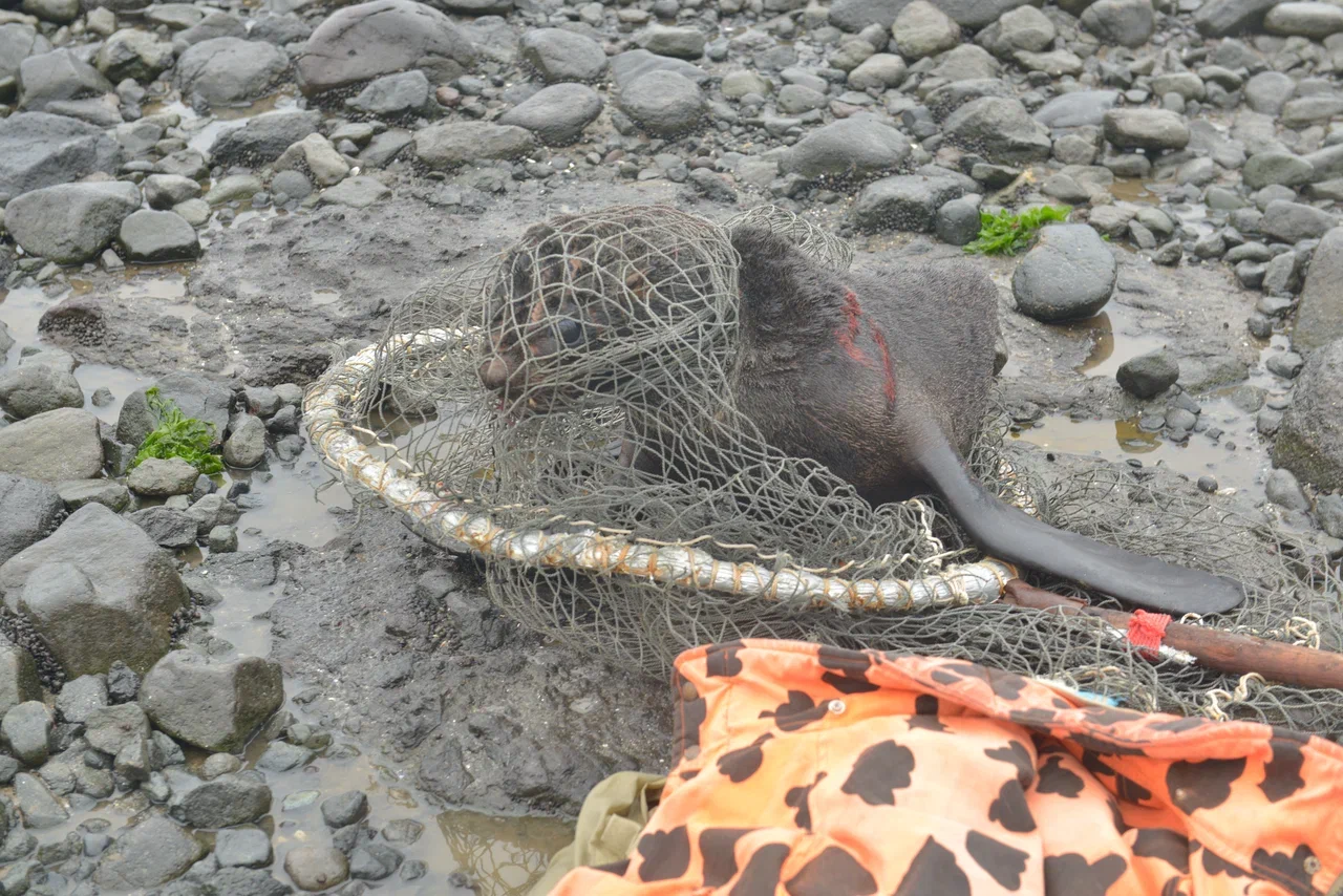 На Командорских островах освободили от пластикового мусора 22 морских котика - фото 1