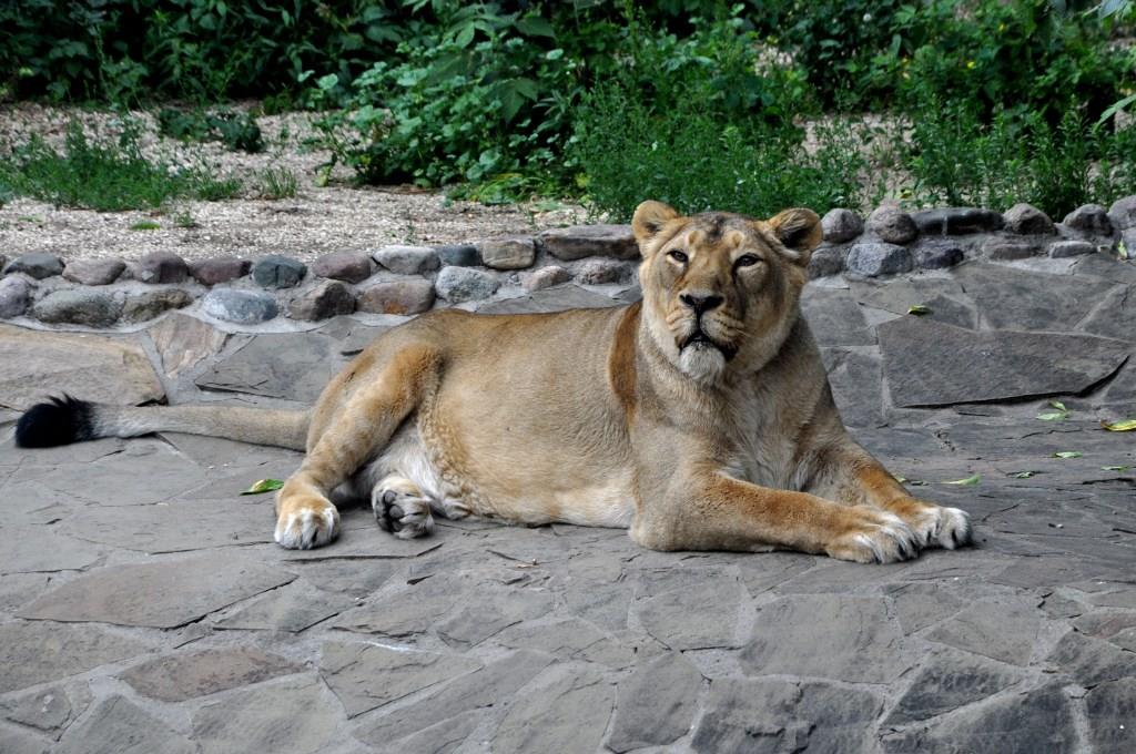 В московскую жару зоопарк – одно из лучших мест для отдыха с детьми - фото 4