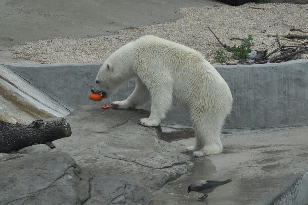 В московскую жару зоопарк – одно из лучших мест для отдыха с детьми - фото 5