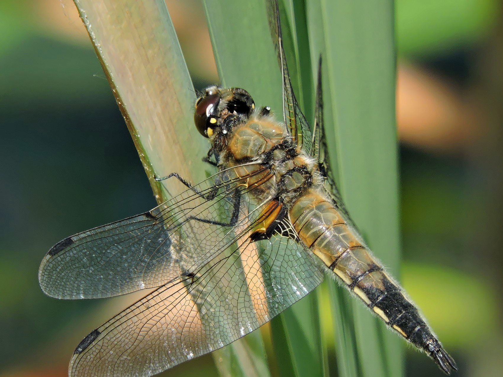 Попрыгунья-стрекоза: на природных территориях замечены насекомые с кружевными крыльями - фото 1