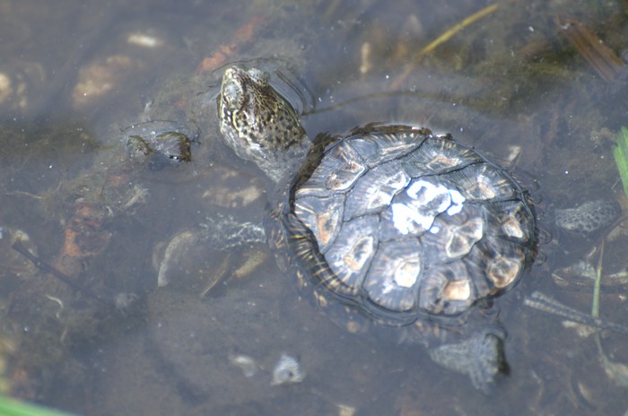 Новоселье болотных черепах - фото 8