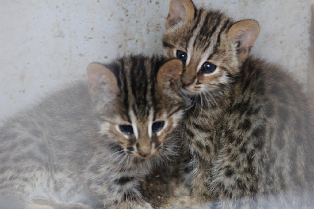 Редкие амурские котята родились в Центре реабилитации диких животных - фото 1