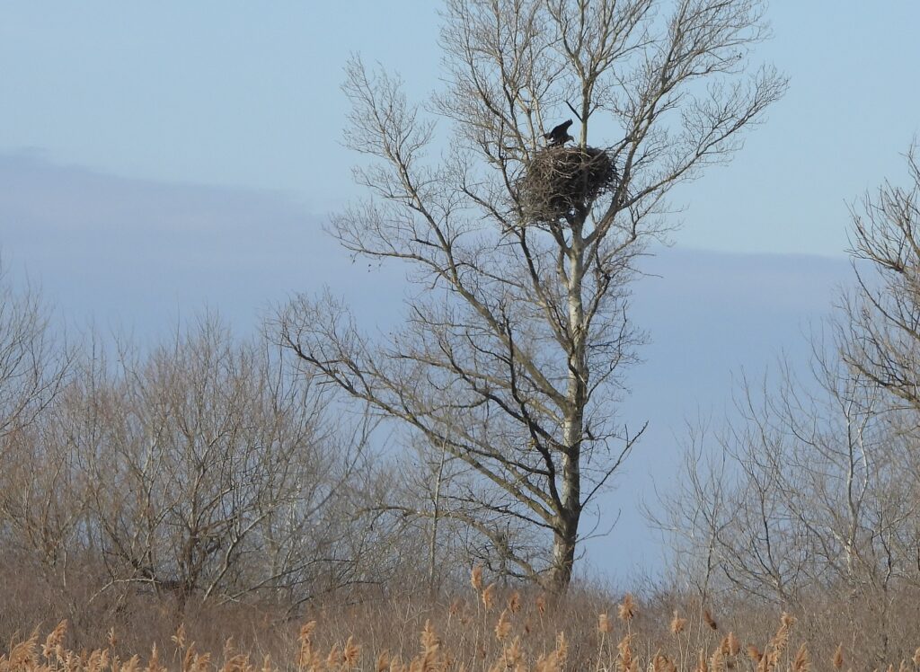 84 места гнездования краснокнижного орлана-белохвоста обнаружено в Республике Дагестан - фото 1