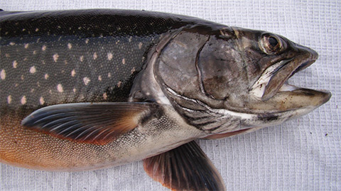 То, какая рыба является самой полезной, выяснили ученые СФУ - фото 1