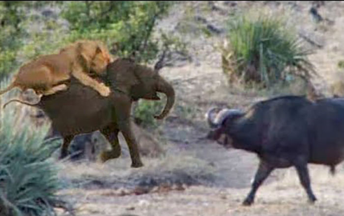 Буйволы спасли слоненка от стаи львов - видео - фото 1
