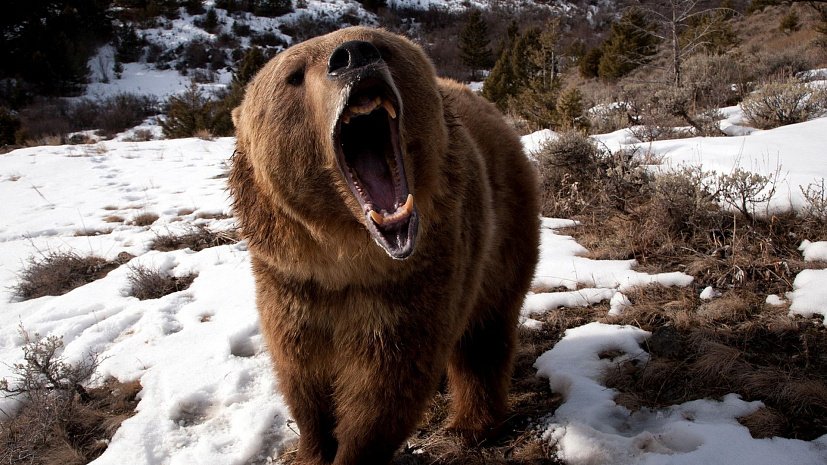 «Домашний» медведь разорвал своего хозяина - фото 1