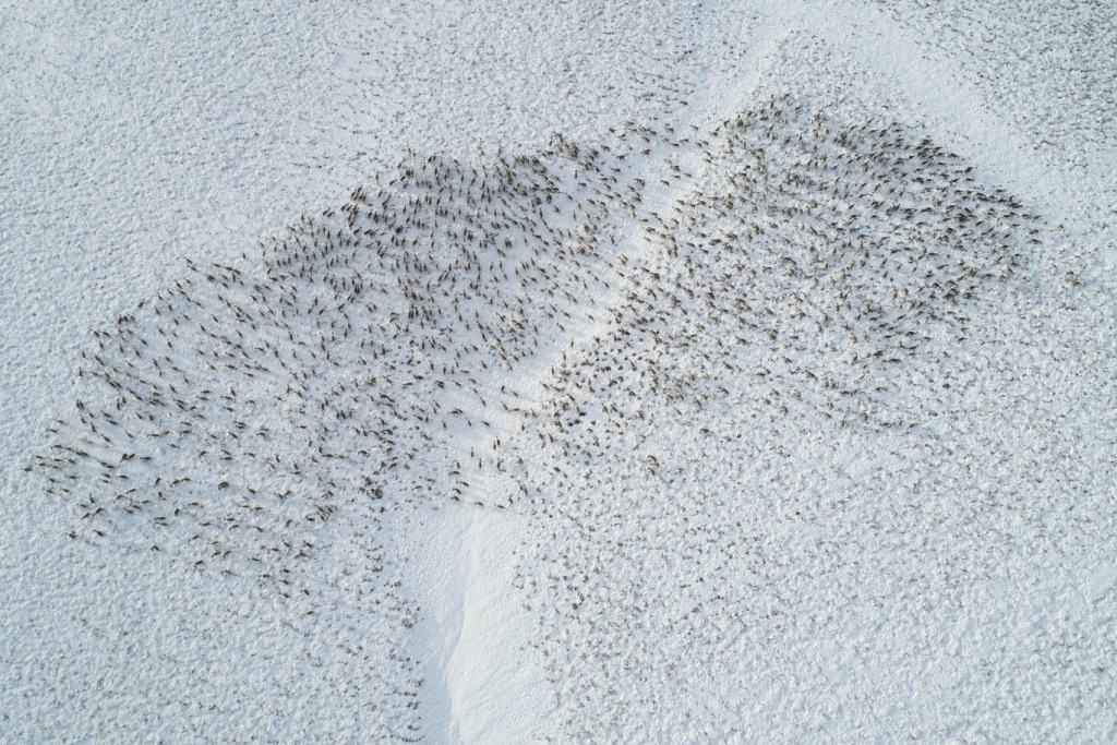 На острове Беринга зафиксировано самое крупное стадо оленей за все время наблюдений - фото 1
