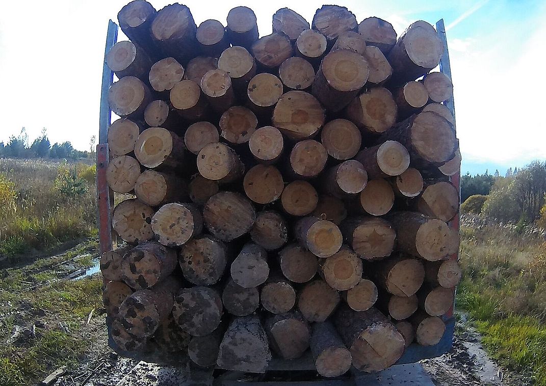 Профилактика и пресечение незаконного оборота древесины на приграничной территории Смоленской области - фото 1