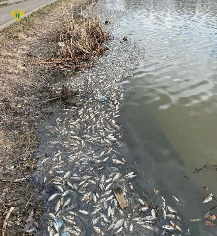 В деревне Дудкино в Новой Москве замечена массовая гибель рыбы - фото 2