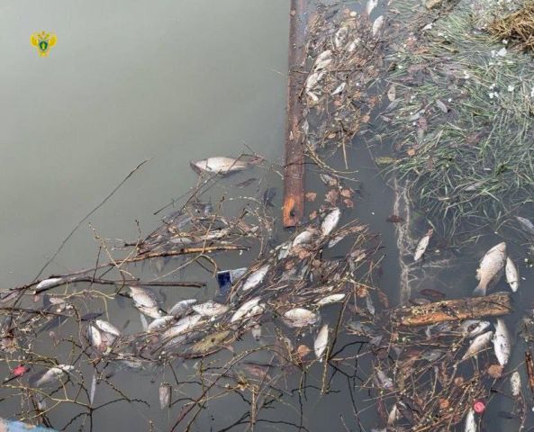 В деревне Дудкино в Новой Москве замечена массовая гибель рыбы - фото 1