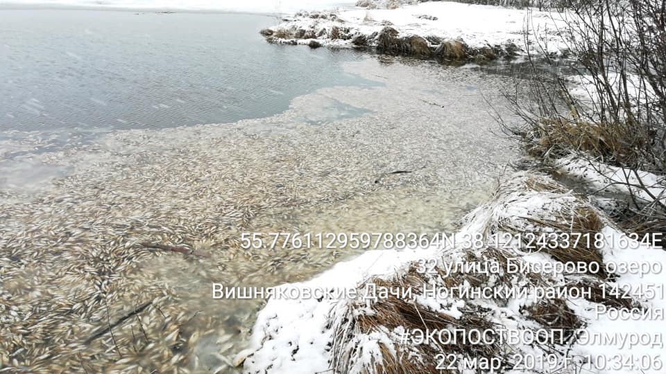 Версия о причастности бывшего полигона «Кучино» к массовому замору рыбы в Бисерово пока подтверждения не получила - фото 1