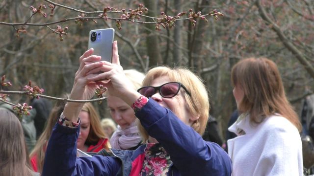 Праздник цветения сакуры 2022 в Бирюлевском дендропарке - фото 7