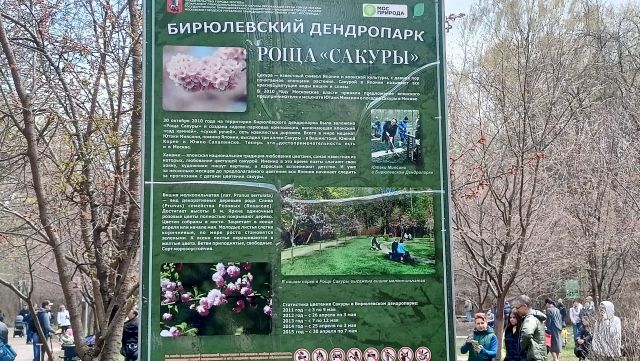 "Роща Сакуры" 2022 в Бирюлевском дендропарке - фото 2