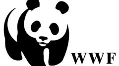 WWF и Гринпис попросили россиян защитить лес и спасти лосося  - фото 1