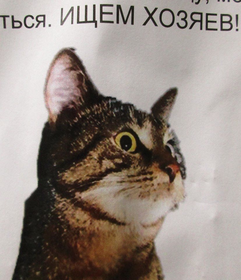 В Химках найден пропавший котик - фото 1
