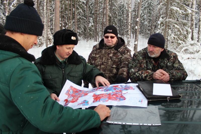 Лесничие Владимирской области проводят рейды против «черных» лесорубов - фото 1