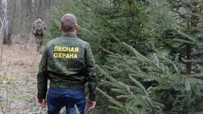 Итоги государственного лесного и охотничьего надзора в Смоленской области - фото 1