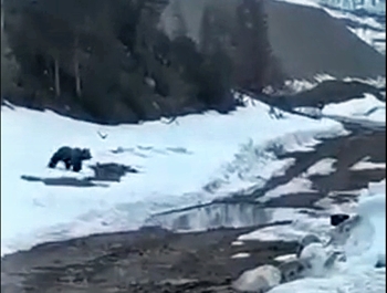 В Якутии вахтовики взорвали медведя. - фото 1